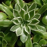 Aeonium 'Ballerina' (hybr.)